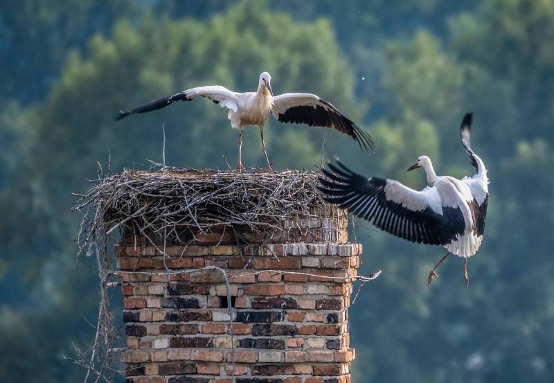 Expert Chimney Animal Removal in Hennepin Pointe, MI Professional Chimney Animal Removal Services in Hennepin Pointe, Michigan