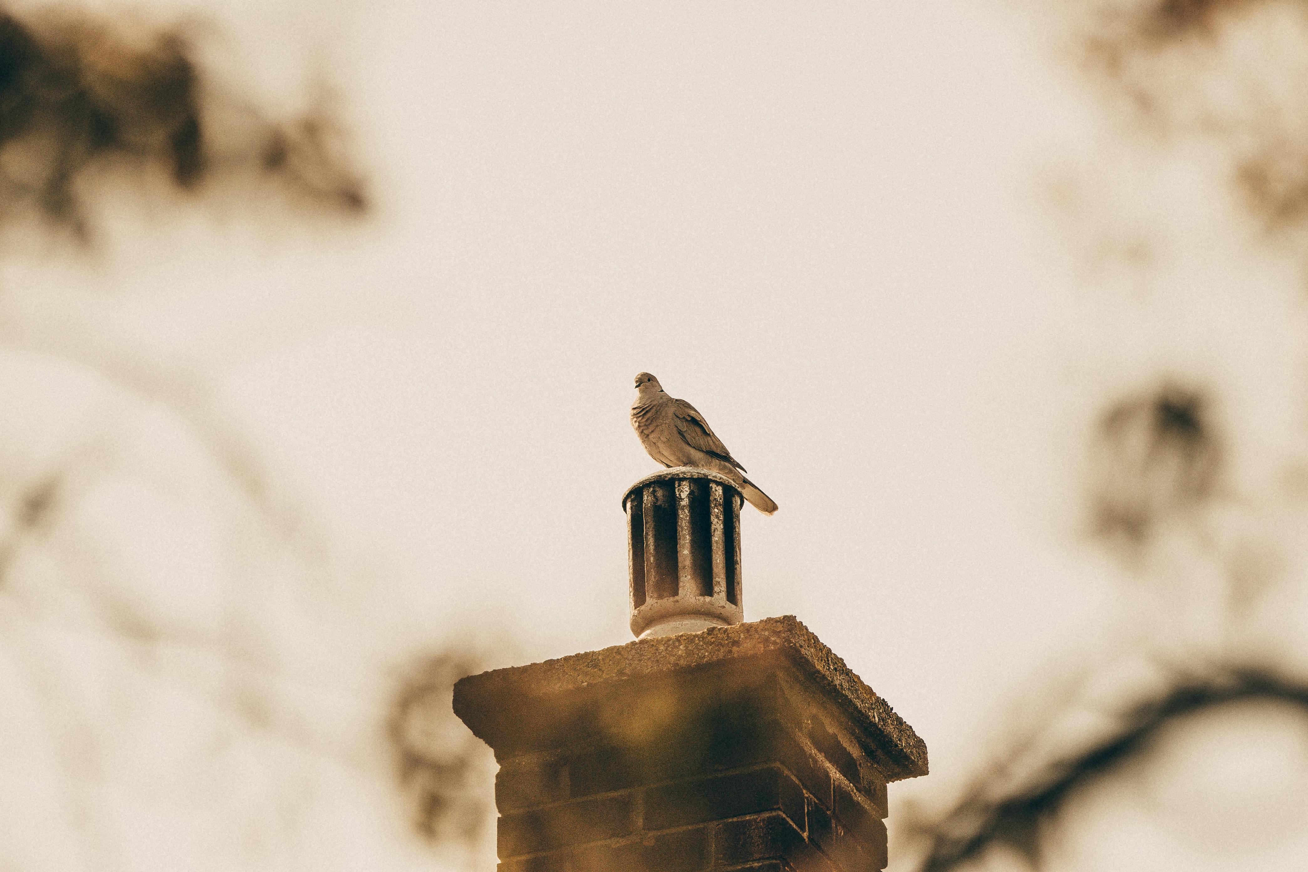 Professional Chimney Cap and Damper In Hennepin Pointe Michigan